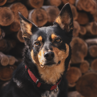 Australian Kelpie - Comment éduquer un chiot Australian Kelpie ?
