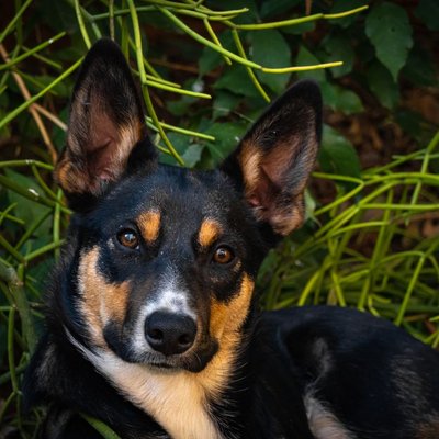 Australian Kelpie - Maladies de l’Australian Kelpie