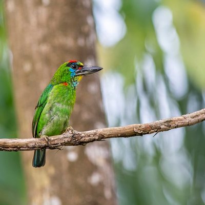 Barbet - Barbet : quel prix pour un chiot ?