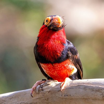 Barbet - Conditions de vie du Barbet