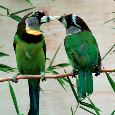 Barbet