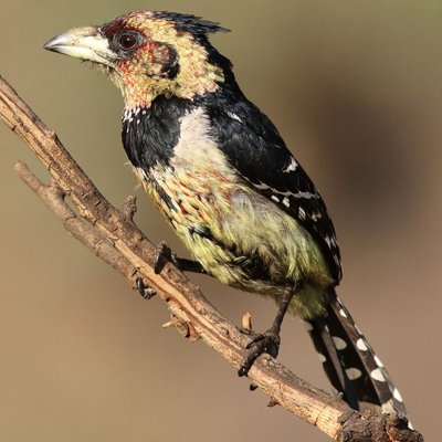 Barbet - Quelles sont les couleurs de pelage du Barbet ?