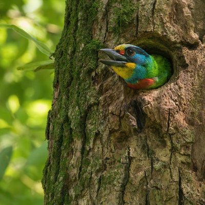 Barbet - Choisir mon chiot Barbet