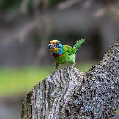 Barbet - Quels sont les soins nécessaires pour un Barbet ?