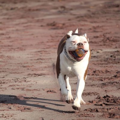 Bouledogue Américain - Bouledogue Américain : quel prix pour un chiot ?