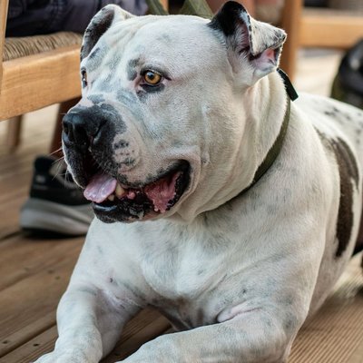Bouledogue Américain
