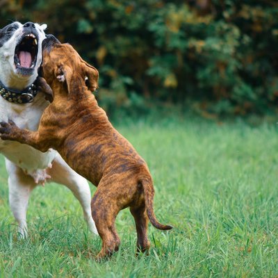 Bouledogue Américain - Choisir mon chiot Bouledogue Américain