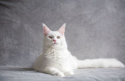 Maine coon