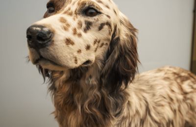 Setter Anglais