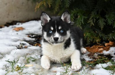 Pomsky