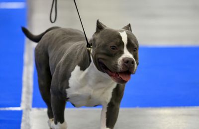 American Bully