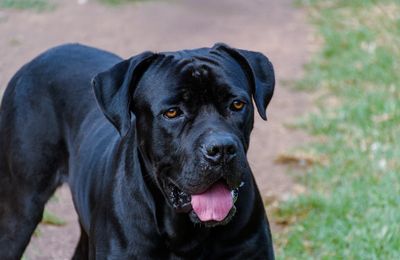 Cane Corso