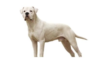 Dogue Argentin