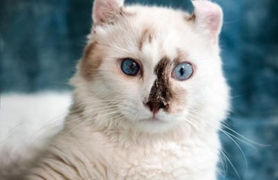American Curl