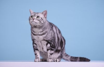 American Shorthair