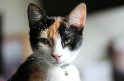 American Wirehair