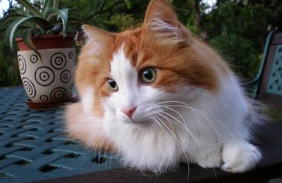 Angora Turc