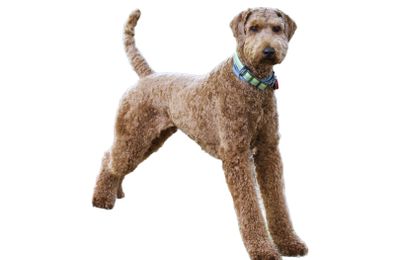 Airedale Terrier