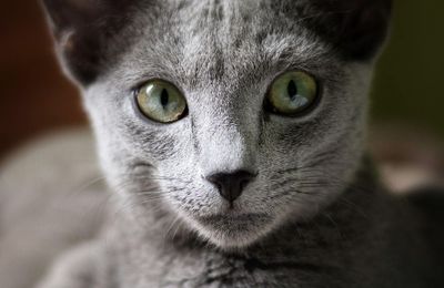 Bleu Russe