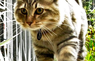 Bobtail Américain