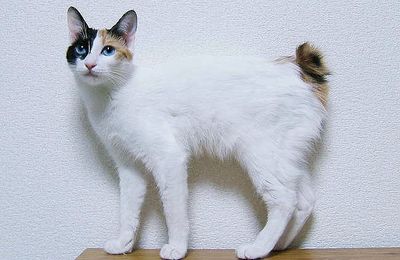Bobtail Japonais