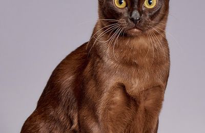 Burmese