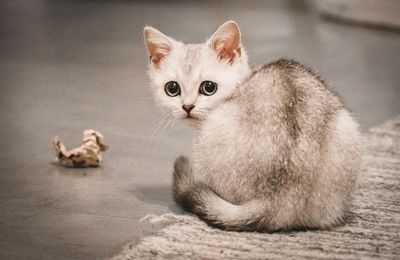 Burmilla