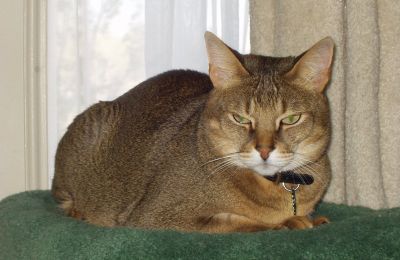 Chausie