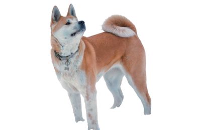 Akita Inu