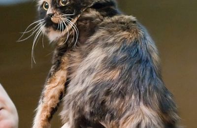 Cymric