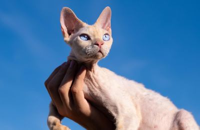 Devon Rex