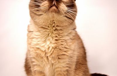 Exotic Shorthair