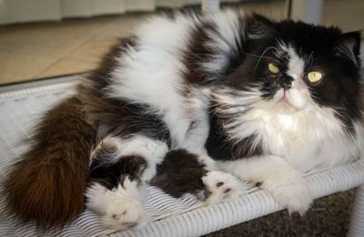Himalayen