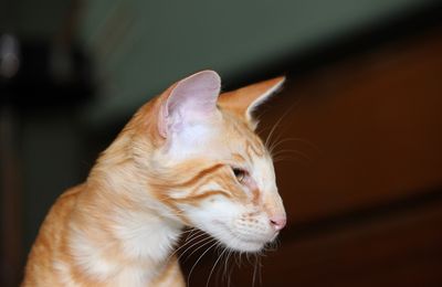 Javanais