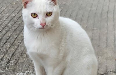 Khao Manee