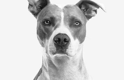 Staff, Amstaff, American Staff