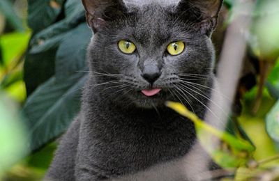Korat