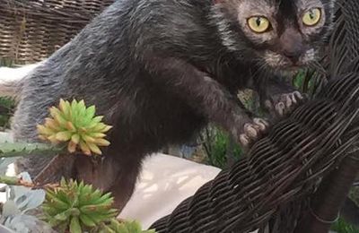 Lykoi