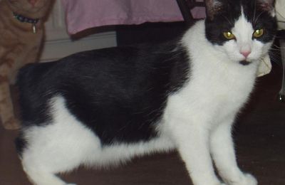 Manx