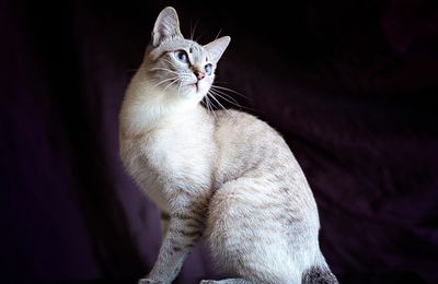 Mekong Bobtail