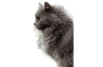 Nebelung