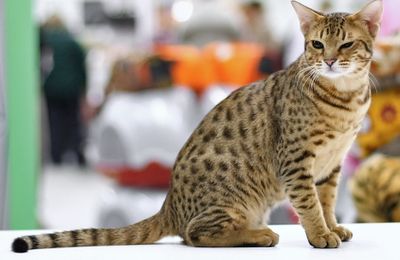 Ocicat