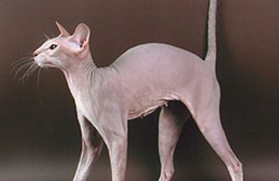 Peterbald