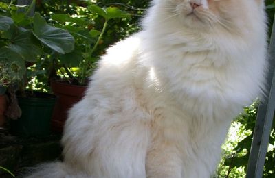 Ragamuffin