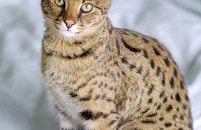 Savannah