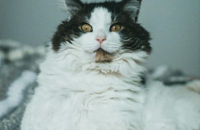 Selkirk Rex