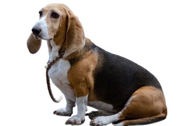Basset Hound