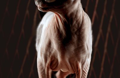 Sphynx