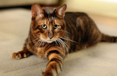 Toyger