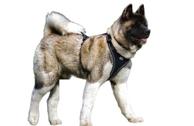 Akita Américain